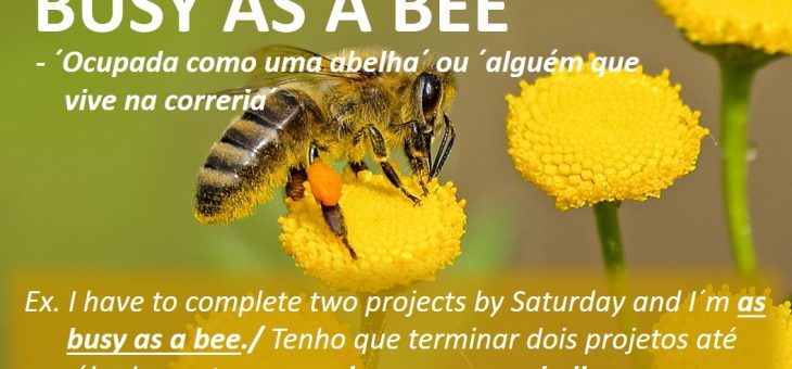 Dicas de expressões em inglês: Be in driver´s seat, Busy as a bee, Hold your horses, Raise the bar